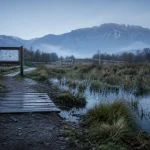 Espace naturel sensible du marais de Montfort : sentier dans le marais, caillebotis et roselières