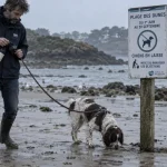 Chien en laisse sur une plage du Morbihan : plages autorisées aux chiens morbihan et règles à vérifier